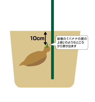 ダリア植え方