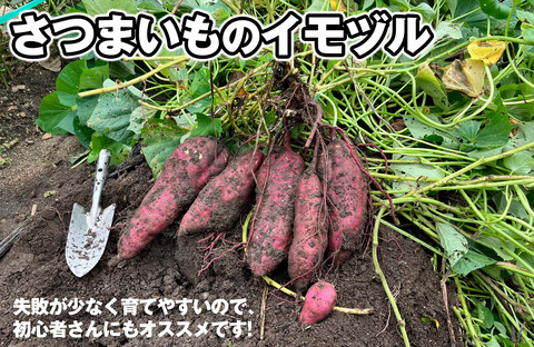 サツマイモの育て方