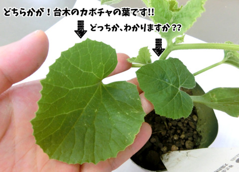 メロン接木1