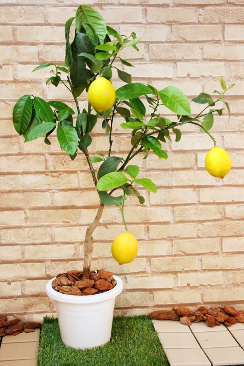 果樹栽培 編集部でトゲなしレモン実つき苗を育てています 関西最大級の園芸会社 国華園 畑から台所まで