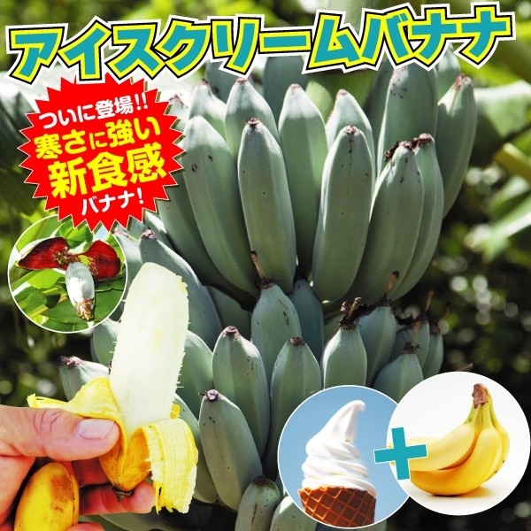 耐寒性バナナ アイスクリームのご紹介 関西最大級の園芸会社 国華園 畑から台所まで