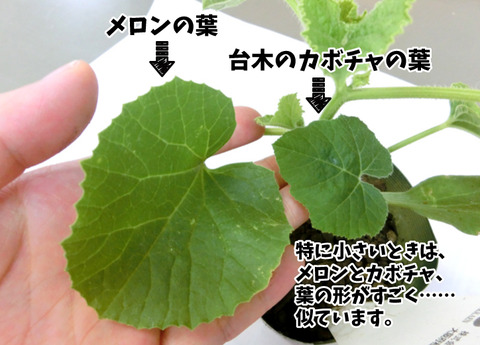 メロン接木2