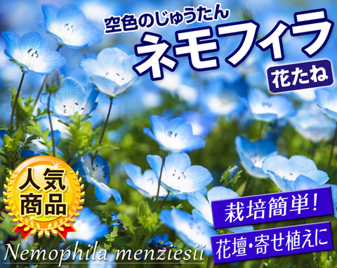 秋まき花種栽培 ネモフィラの育て方 関西最大級の園芸会社 国華園 畑から台所まで 秋まき花種栽培 ネモフィラの育て方 関西最大級の園芸会社 国華園 畑から台所まで