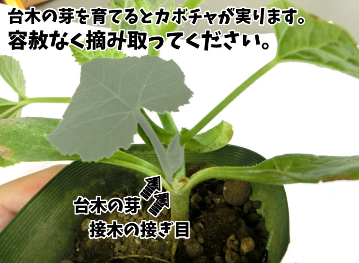 関西最大級の園芸会社 国華園 畑から台所まで 追記 メロンの接木苗 台木を育てていませんか