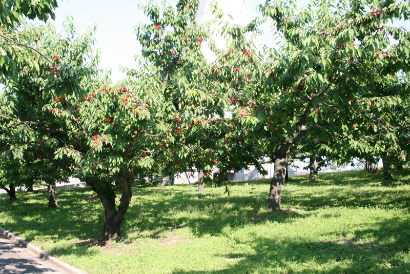 果樹苗 サクランボ王国 山形 を訪ねて 関西最大級の園芸会社 国華園 畑から台所まで