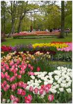 tulip5