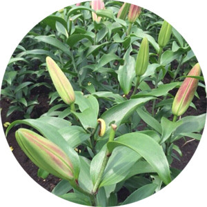 スーパーレッドカサブランカ パラッツォ 順調に生長中 関西最大級の園芸会社 国華園 畑から台所まで