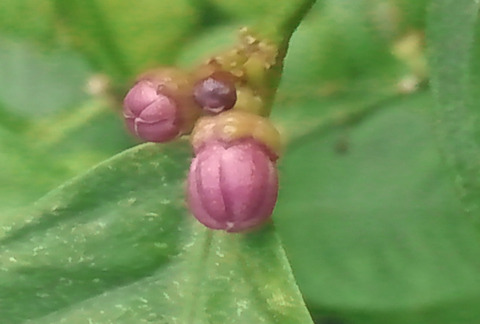 haana