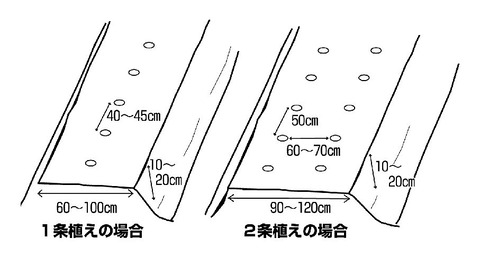 トマトの畝