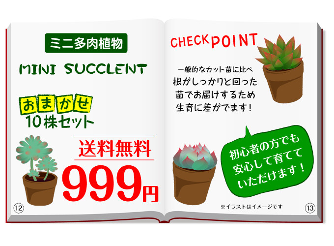 関西最大級の園芸会社 国華園 畑から台所まで 多肉植物 担当イチオシ ミニ多肉植物 ポリ製鉢