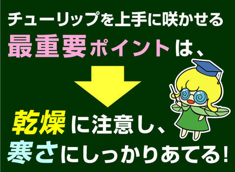 チューリップの植え付けポイント