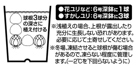 鉢植えの植え方