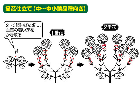 摘芯仕立て