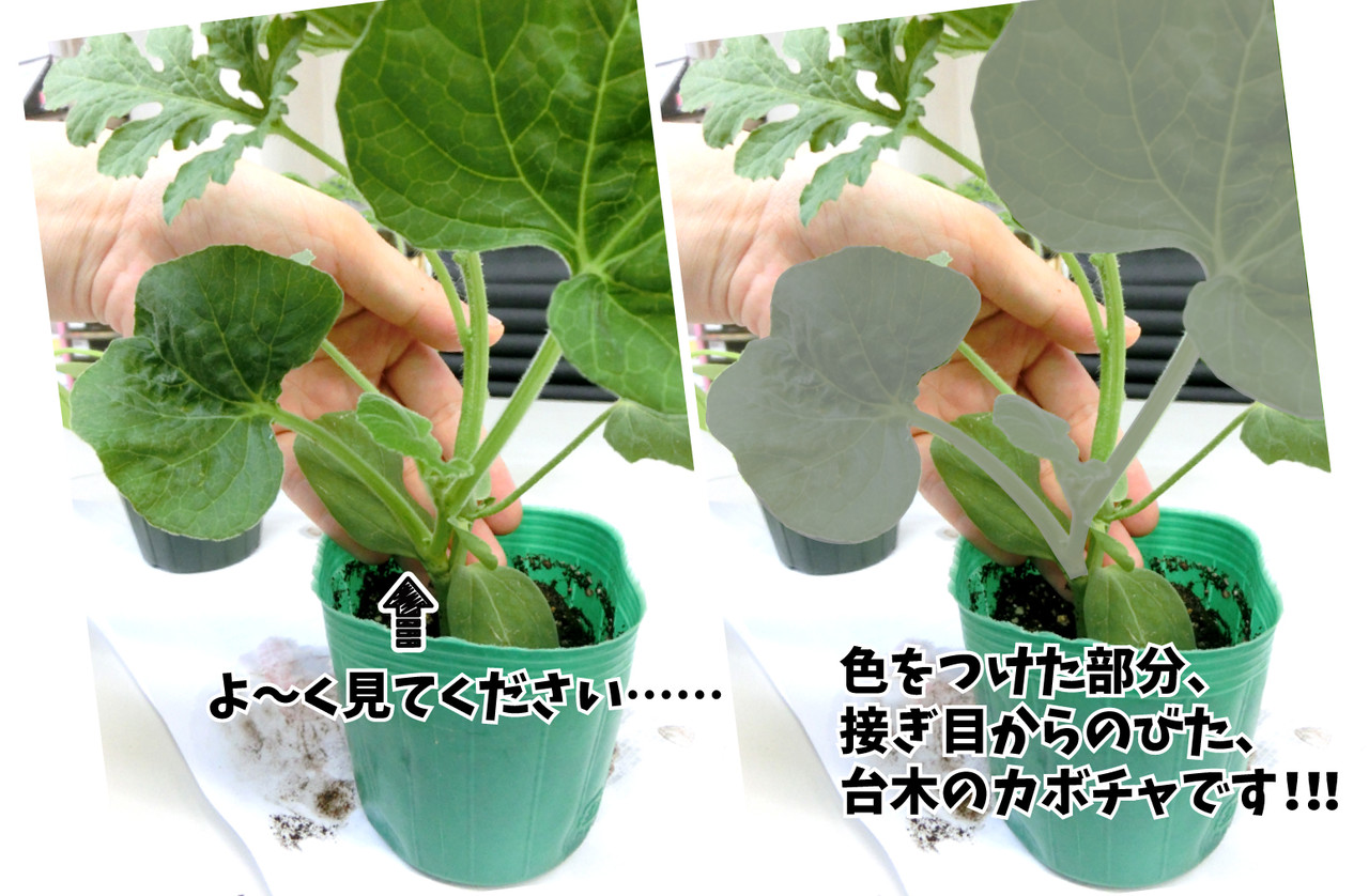 スイカの接木苗 台木を育てていませんか 関西最大級の園芸会社 国華園 畑から台所まで