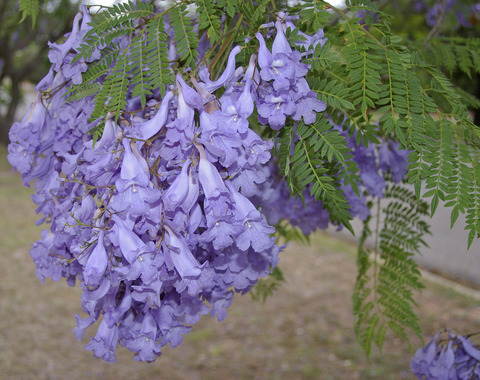 1280px-Jacaranda_mimosifolia_flowers_and_leaves