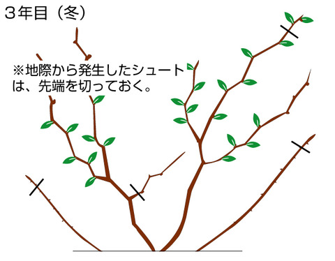 果樹栽培 果樹担当が教えるブルーベリーの育て方 関西最大級の園芸会社 国華園 畑から台所まで