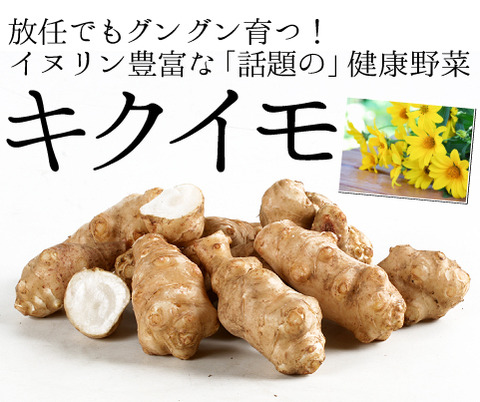 関西最大級の園芸会社 国華園 畑から台所まで 健康野菜 キクイモ を栽培してみよう 関西最大級の園芸会社 国華園 畑から台所まで 健康野菜 キクイモ を栽培してみよう