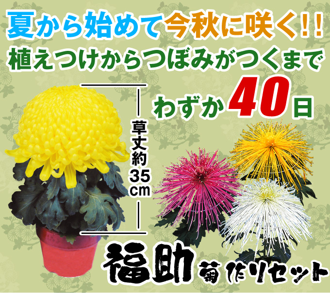 菊苗 定植苗からスタート 福助菊作りセット 関西最大級の園芸会社 国華園 畑から台所まで