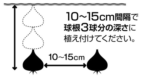 チューリップ植えつけ方