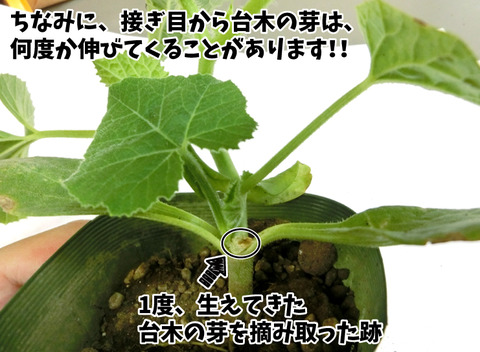 メロン接木5