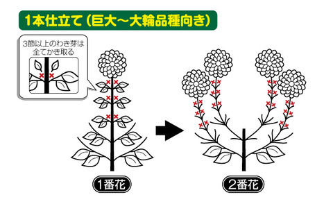 1本仕立て