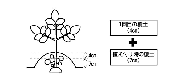 1回目:芽が15cmほど伸びた頃