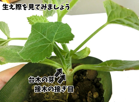 メロン接木3