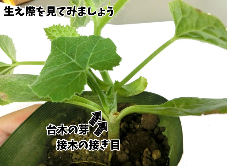 追記 メロンの接木苗 台木を育てていませんか 関西最大級の園芸会社 国華園 畑から台所まで