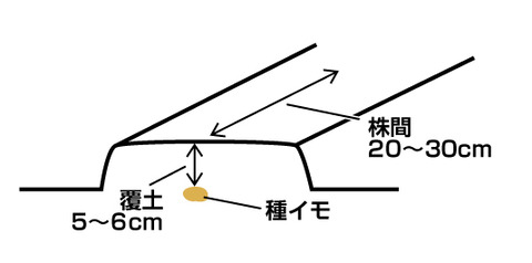 ショウガの畝幅