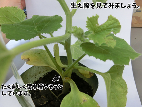 メロン台木成長中2