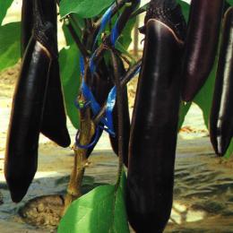 image11
