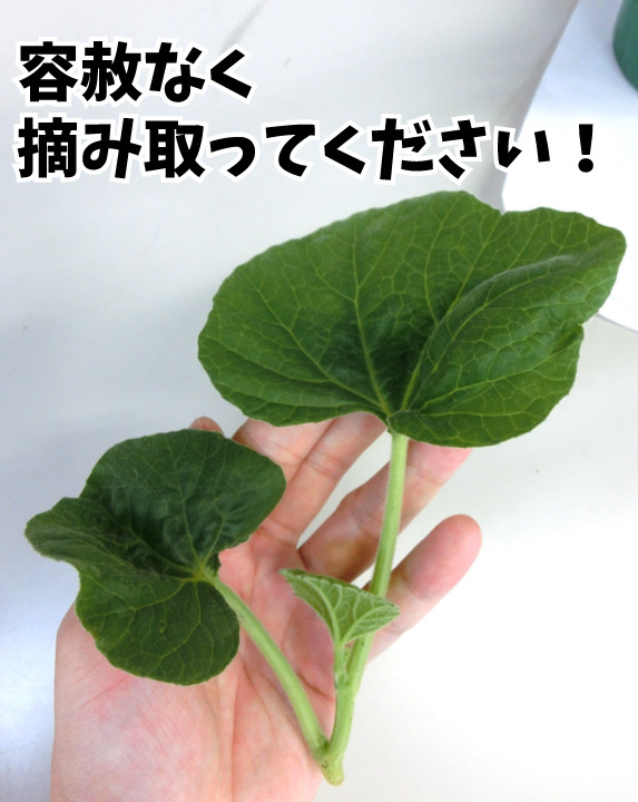 スイカの接木苗、台木を育てていませんか？ : 関西最大級の園芸会社 国華園 畑から台所まで