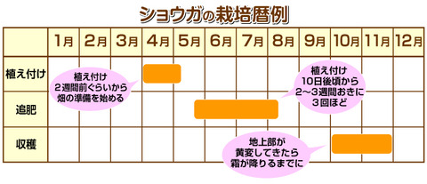 ショウガの栽培表