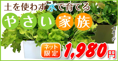 yasai-kblog