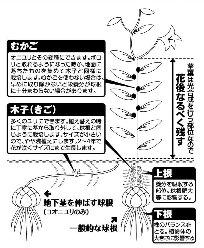 関西最大級の園芸会社 国華園 畑から台所まで 秋植え球根栽培 ユリの育て方