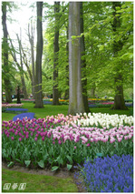 tulip8