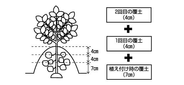 2回目:1回目の土寄せの半月後