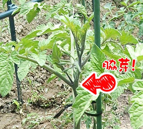 関西最大級の園芸会社 国華園 畑から台所まで 栽培記 F1 Cfプチぷよ ミニトマト 3