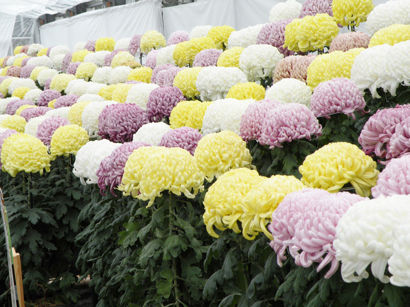 ❤️第13回全日本菊花連盟全国大会♥ 日本菊花全国大会 公式サイト | 日本菊花全国大会のみどころ