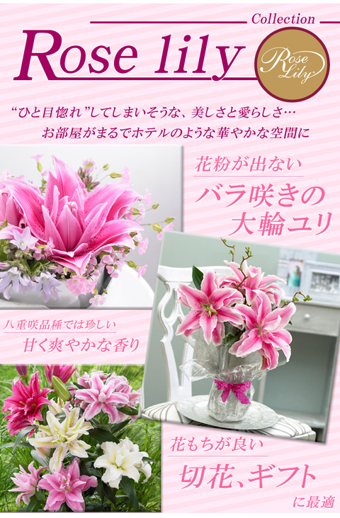 roselily