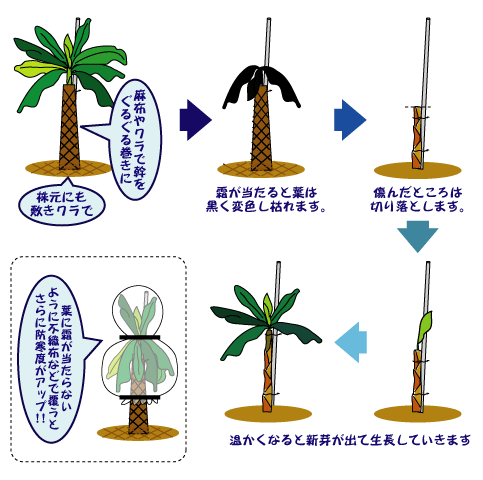 耐寒性バナナ アイスクリームのご紹介 関西最大級の園芸会社 国華園 畑から台所まで