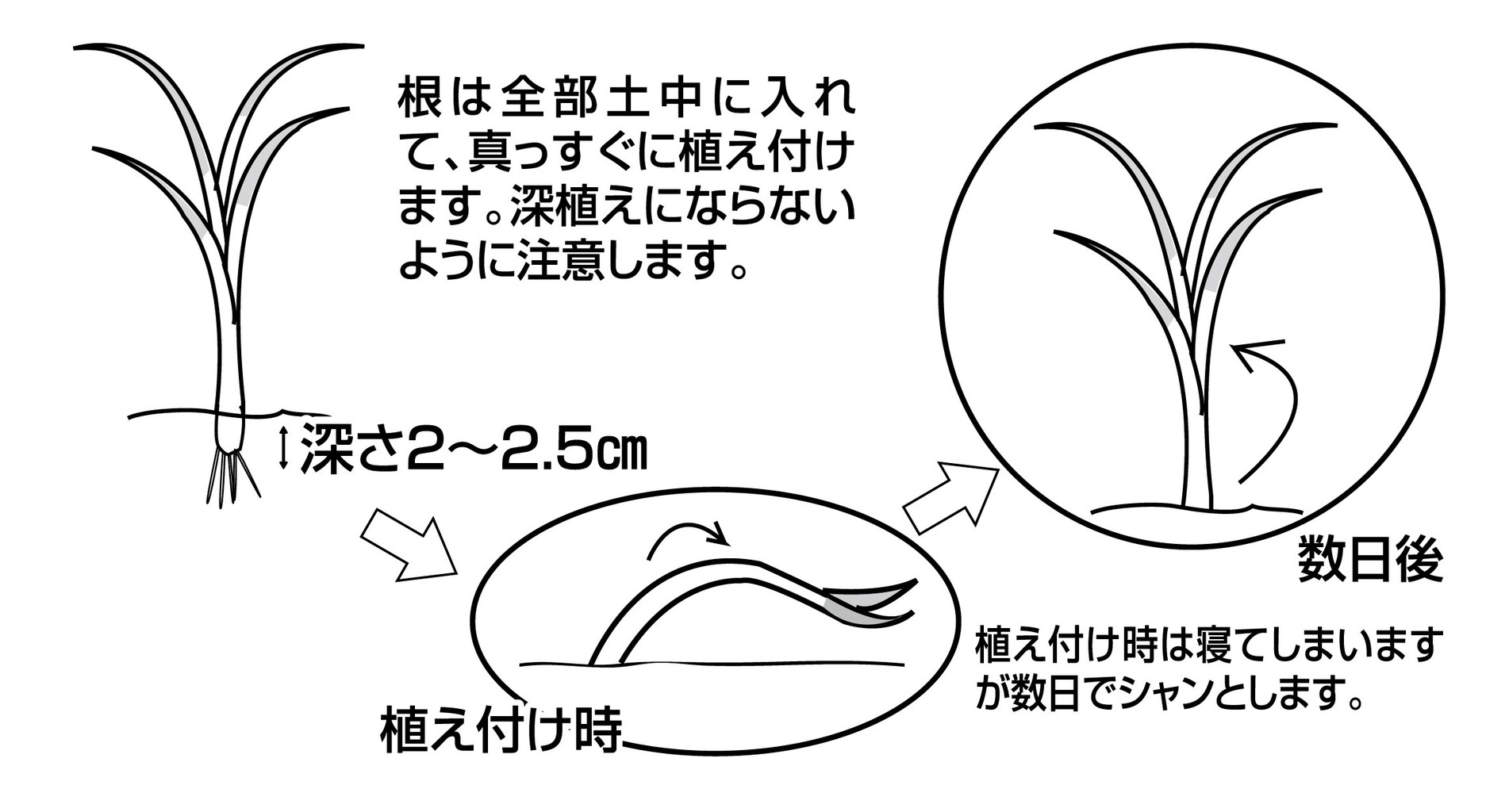 玉ねぎ植え付け