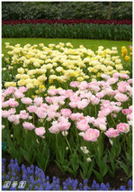 tulip4