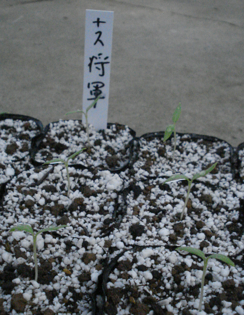 image12