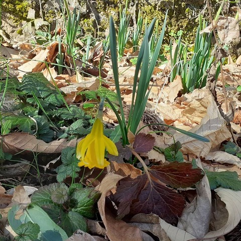 03022020campanina