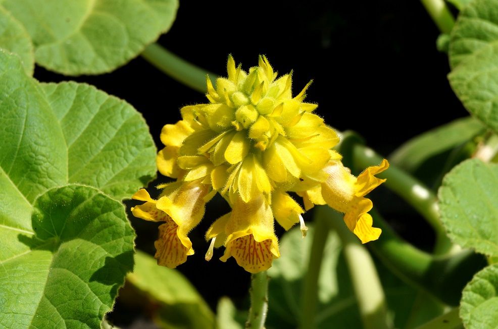 はままつフラワーパーク １４ ８月 鼓動