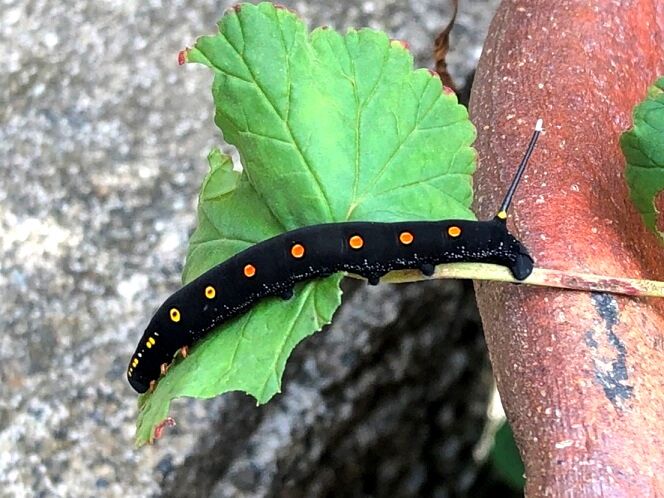 セスジスズメガの幼虫 鼓動