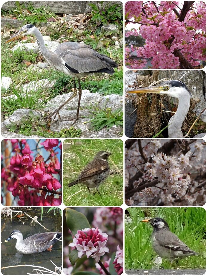 餌をまく人 鼓動 餌をまく人 鼓動