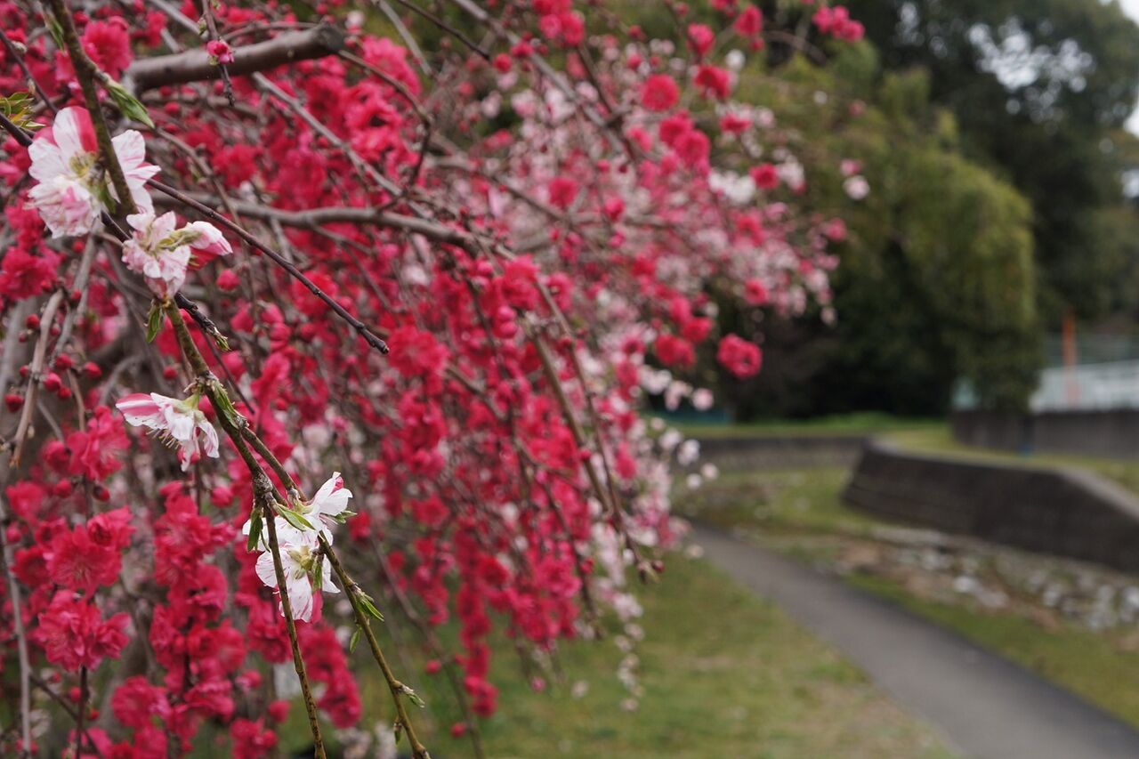 散歩道の花桃 鼓動