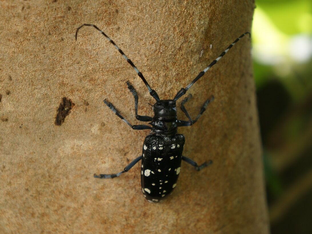 カミキリムシ 鼓動